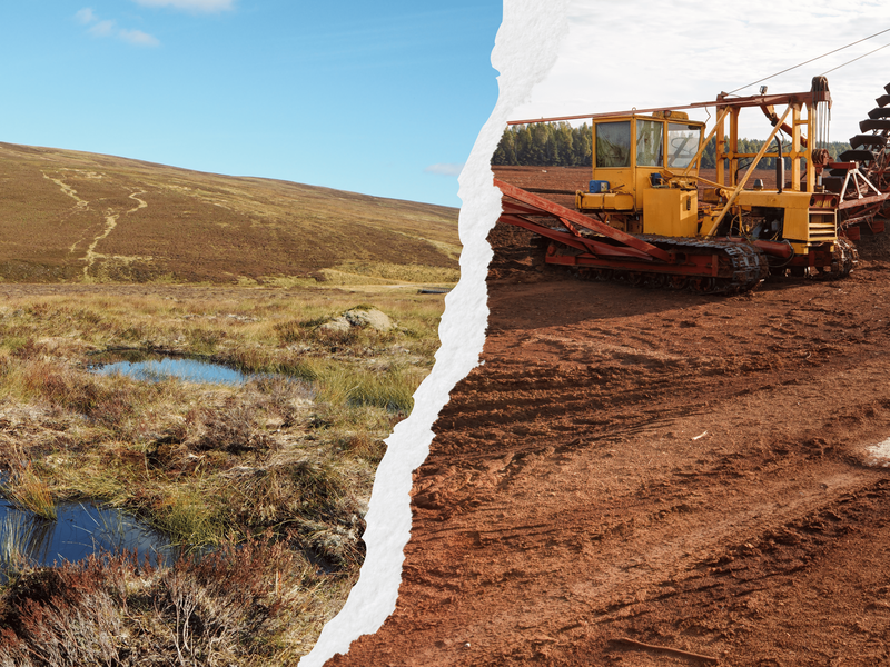 A healthy peatland torn away to reveal a barren extraction site with machinery.